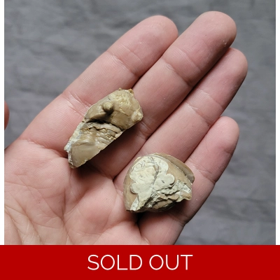 Rare Homotelus Bromidensis Trilobite Fossils From Oklahoma